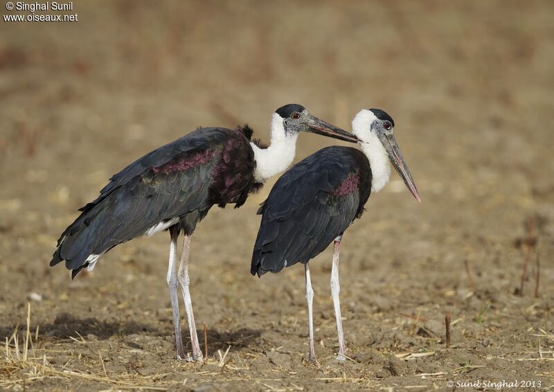 Woolly-necked Stork adult, identification, Behaviour