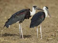 Woolly-necked Stork