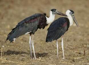 Cigogne épiscopale