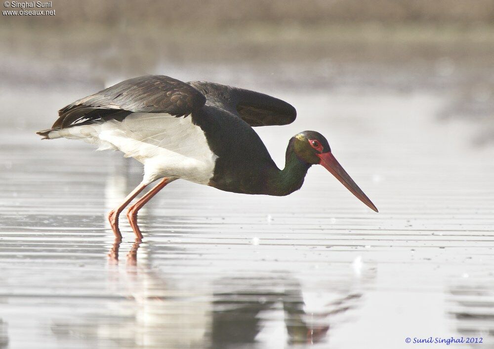 Black Storkadult, Behaviour