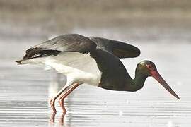 Black Stork