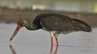 Black Stork