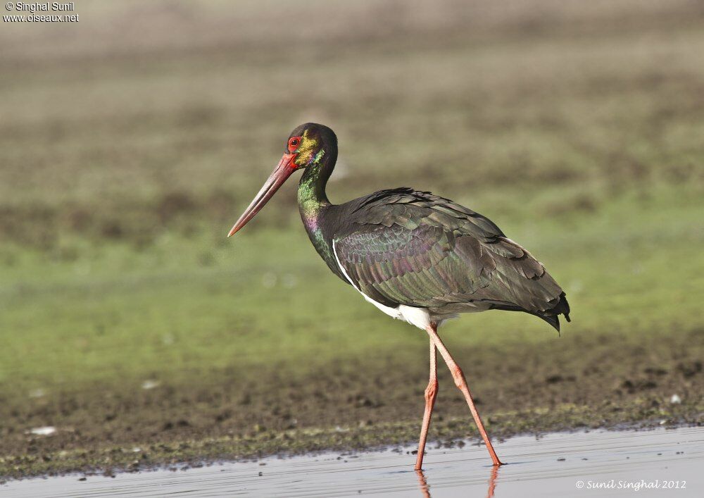 Black Storkadult, identification