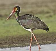 Black Stork