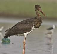 Black Stork