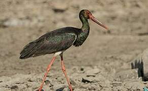 Black Stork