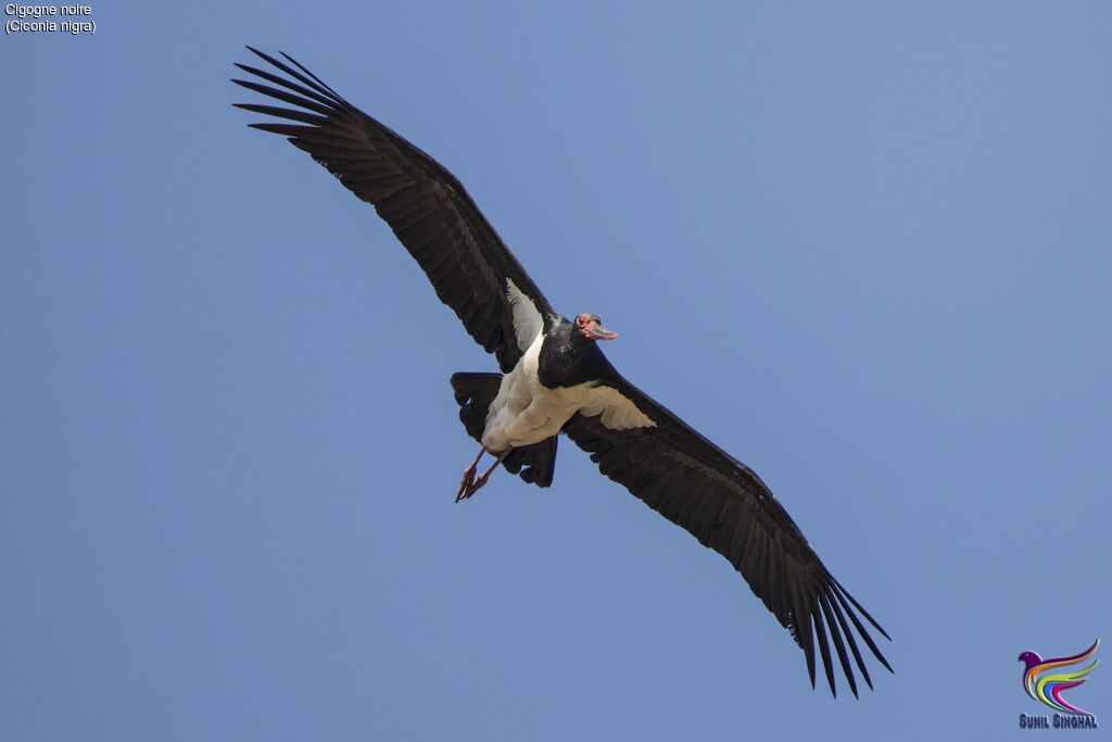 Cigogne noire, Vol