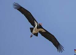 Black Stork