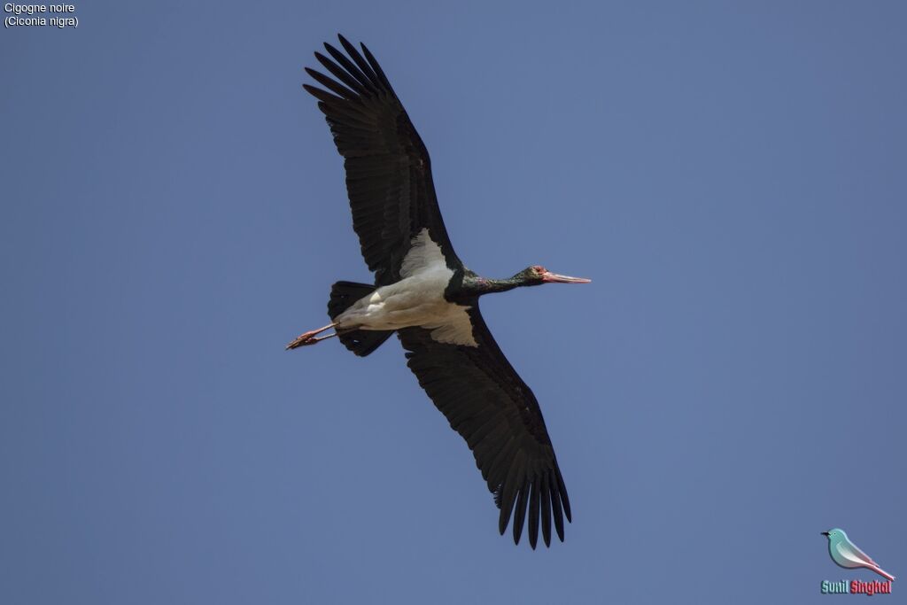 Cigogne noire, Vol