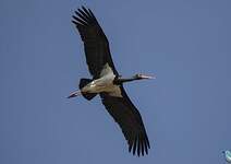 Cigogne noire