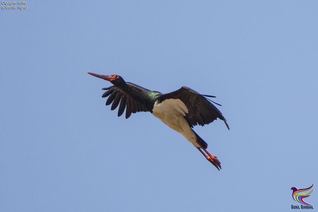 Cigogne noire, Vol