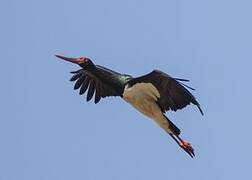 Black Stork