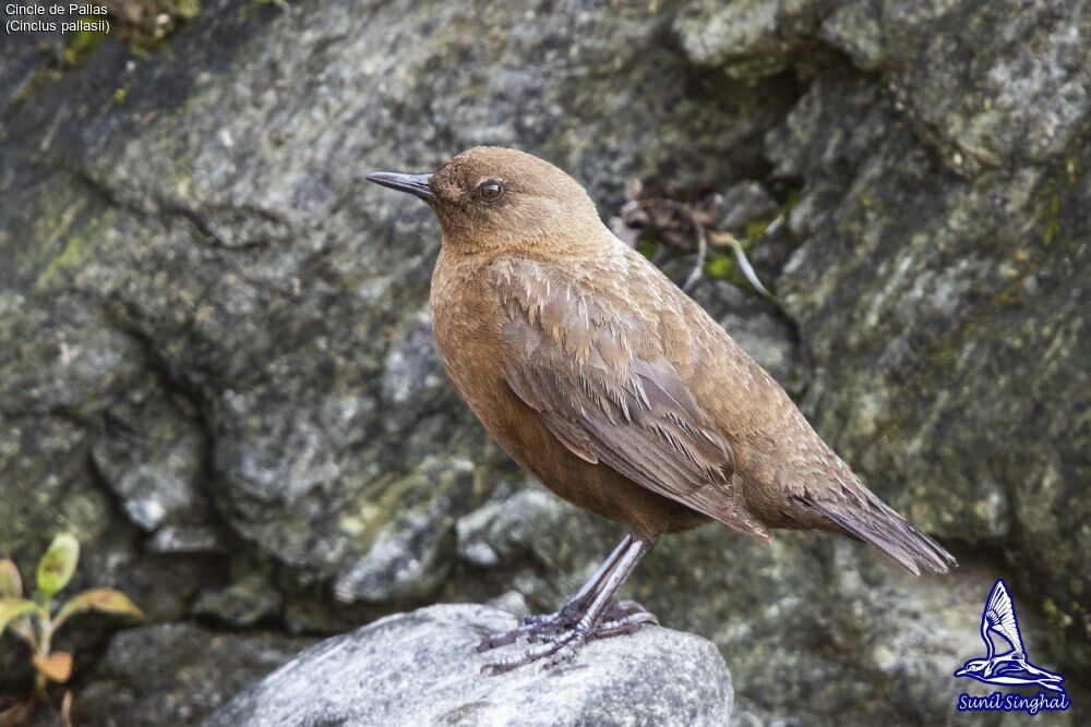 Brown Dipperadult, identification