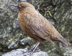 Brown Dipper