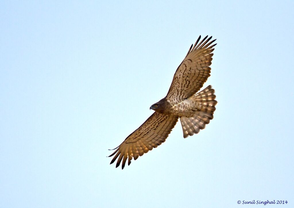 Short-toed Snake Eagleadult, Flight