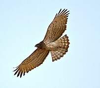 Short-toed Snake Eagle