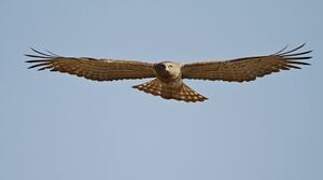 Short-toed Snake Eagle