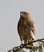 Short-toed Snake Eagle