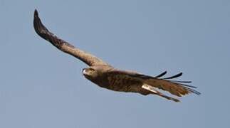 Short-toed Snake Eagle