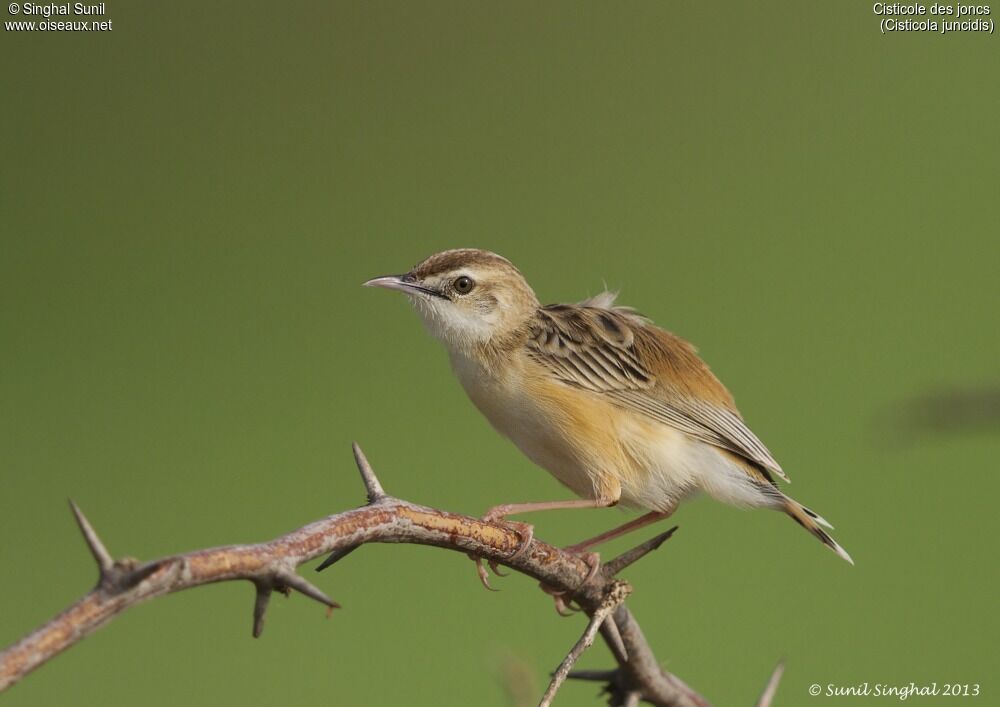 Zitting Cisticolaadult, identification