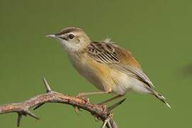 Zitting Cisticola