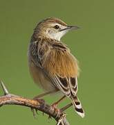 Zitting Cisticola