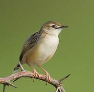 Zitting Cisticola