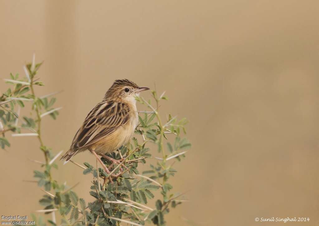 Zitting Cisticolaadult, identification