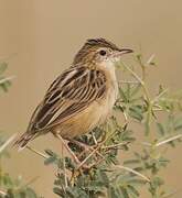 Zitting Cisticola