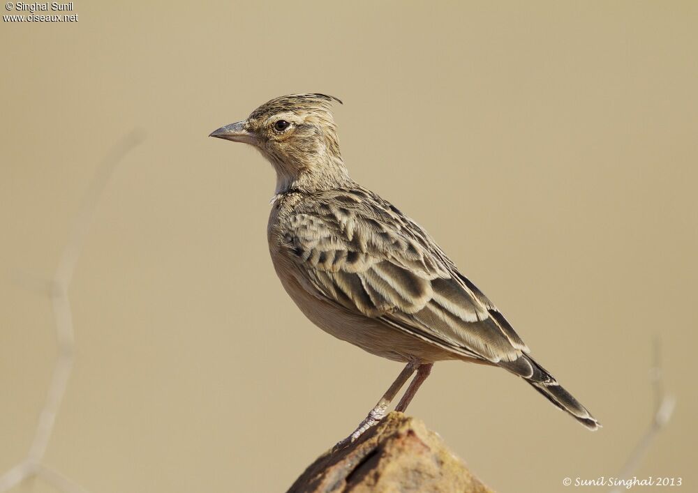 Cochevis de Sykesadulte, identification, Comportement