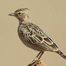 Cochevis de Sykes