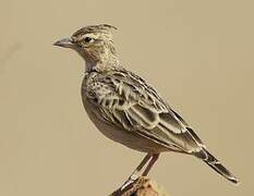 Sykes's Lark