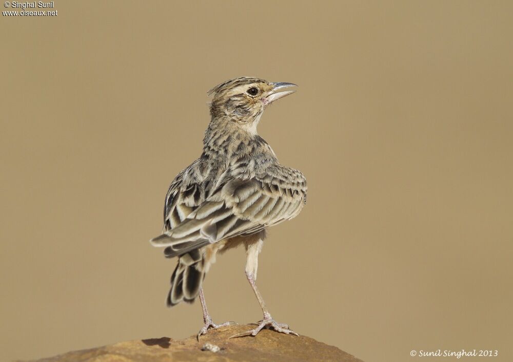 Cochevis de Sykesadulte, identification