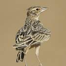 Cochevis de Sykes