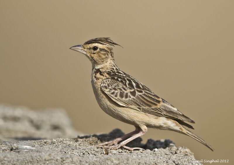 Cochevis de Sykes