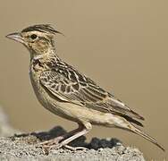 Sykes's Lark