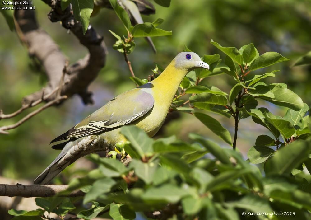 Yellow-footed Green Pigeonadult, identification