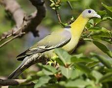 Yellow-footed Green Pigeon