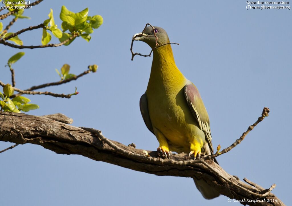 Colombar commandeuradulte, identification, Nidification