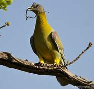 Yellow-footed Green Pigeon