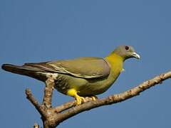 Yellow-footed Green Pigeon