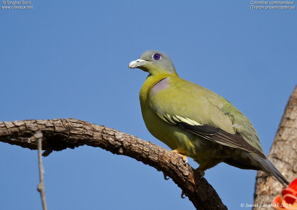 Colombar commandeuradulte, identification