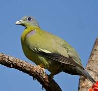 Yellow-footed Green Pigeon