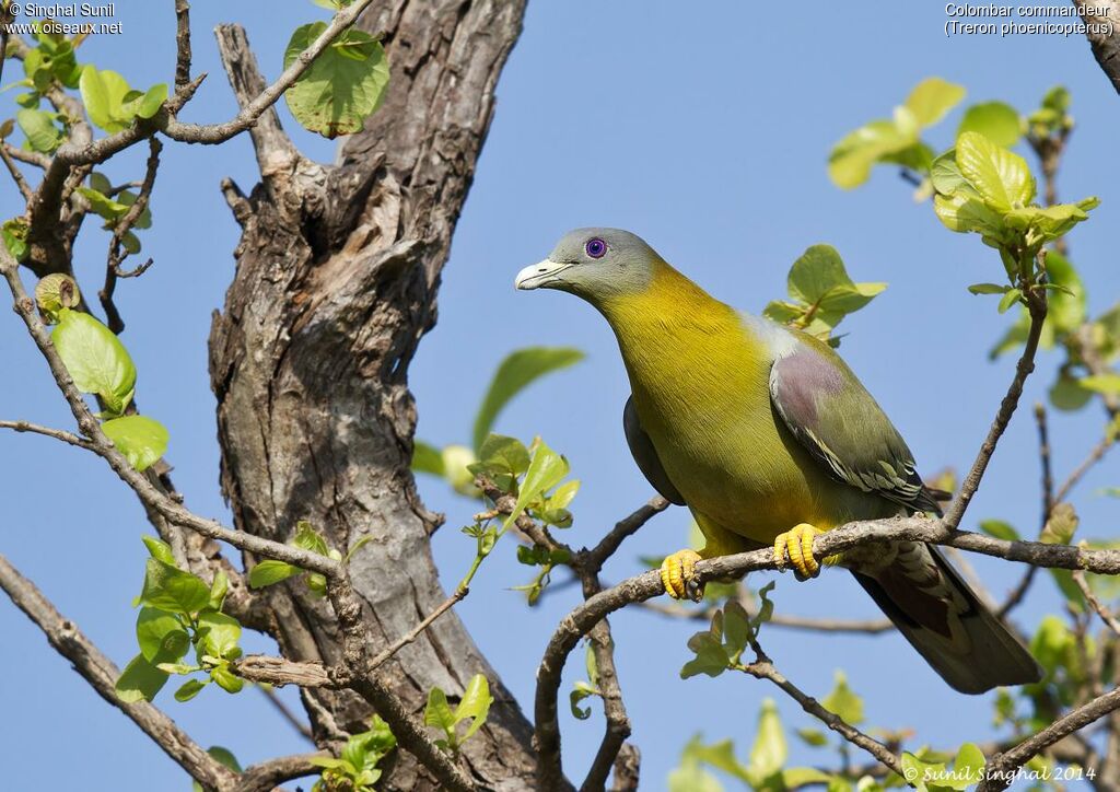 Colombar commandeuradulte, identification