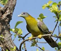 Yellow-footed Green Pigeon