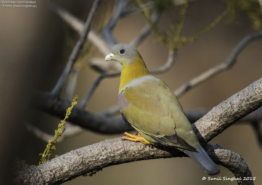 Yellow-footed Green Pigeonadult, identification