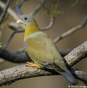 Yellow-footed Green Pigeon