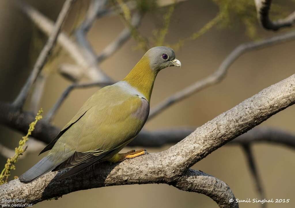 Yellow-footed Green Pigeonadult, identification