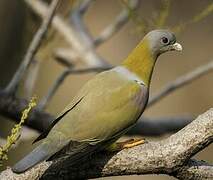 Yellow-footed Green Pigeon