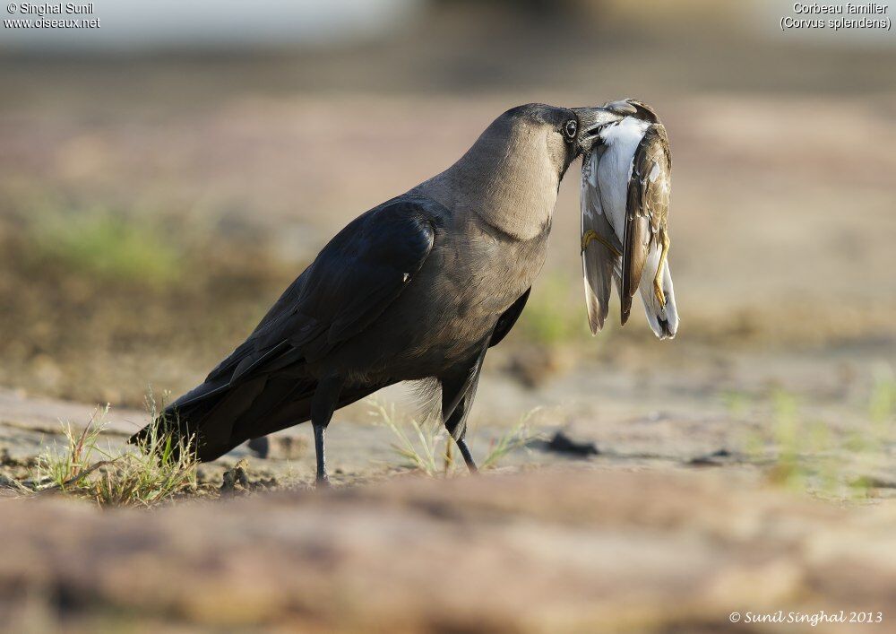 Corbeau familieradulte, identification, Nidification